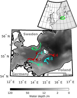 Eddies: Fluid Dynamical Niches or Transporters?–A Case Study in the Western Baltic Sea